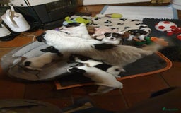 Jack Russel Terriër honden te koop: Lieve ruwharige JACK RUSSELTJES Laagbenig, dď - Afbeelding 16