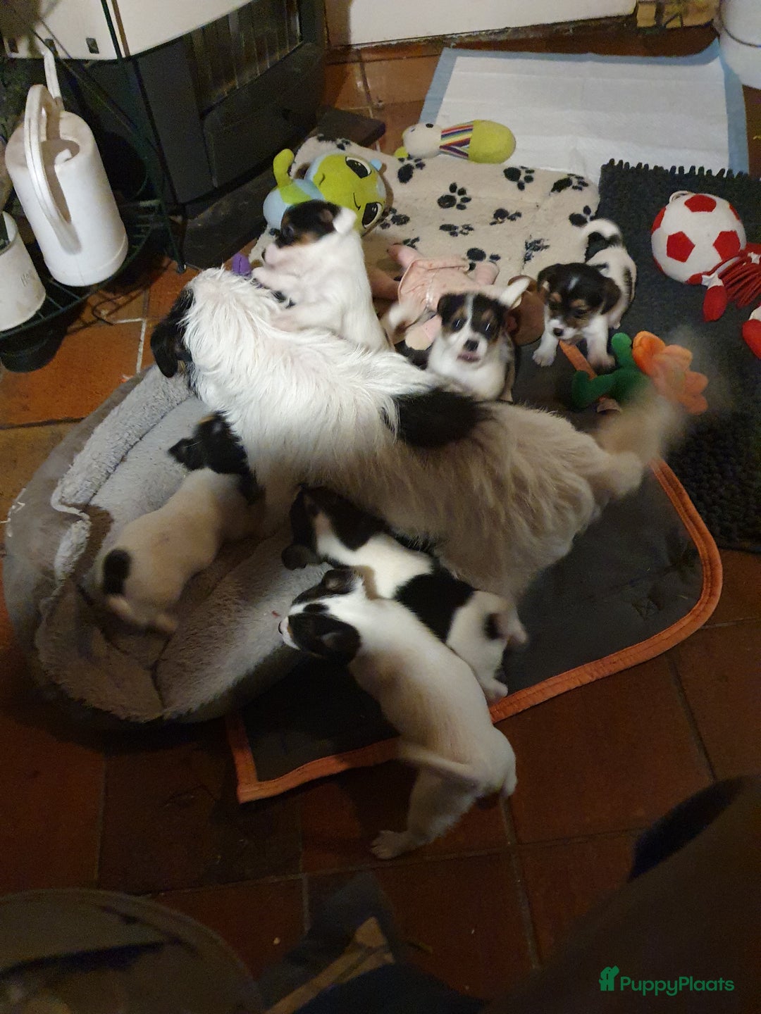 Jack Russel Terriër honden te koop: Lieve ruwharige JACK RUSSELTJES Laagbenig, dď - Afbeelding 16