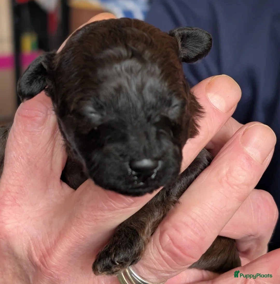 Poedel Toy honden te koop: Toypoedel puppies  - Advertentie 15