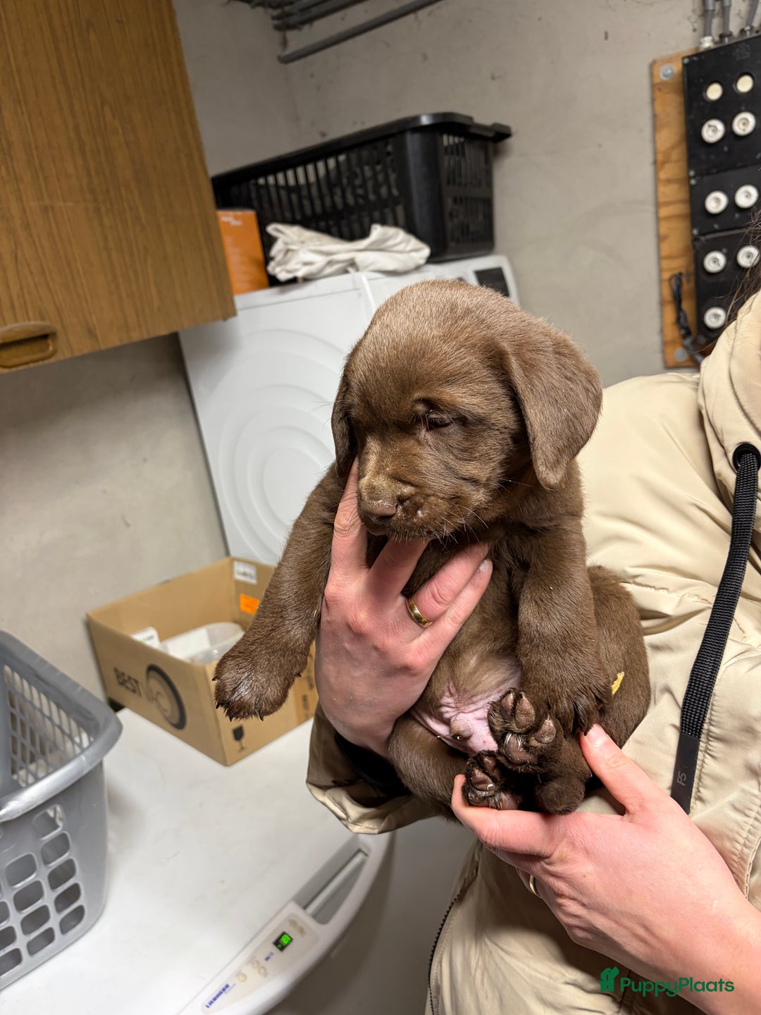 Labrador Retriever honden te koop: Nog 1 Lievebruine labrador pup te koop - Advertentie 14