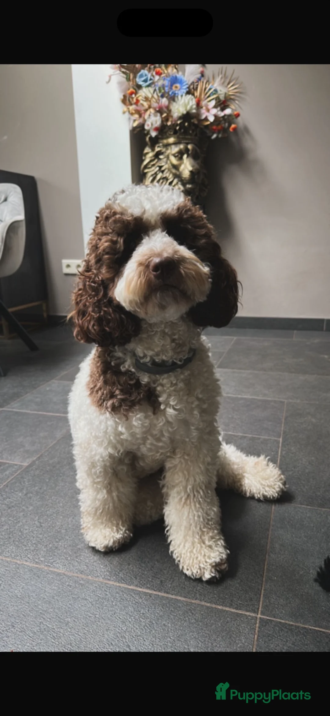 Labradoodle honden te koop: Prachtig mooie merle tan doodle’s  in Valkenswaard - Advertentie 10