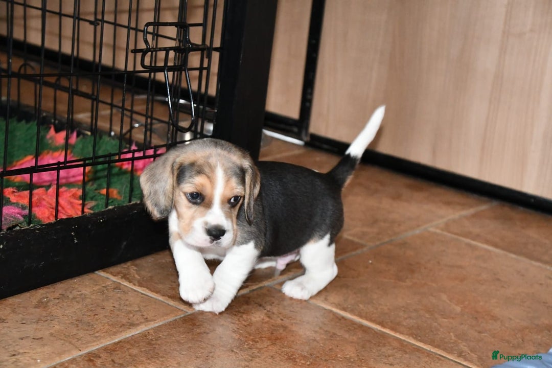Beagle honden te koop: Prachtige Beagle pups - Advertentie 10