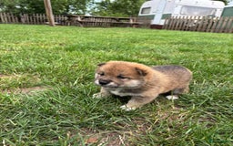 Shiba honden te koop: Shiba Inu pups (nog 1 reutjes beschikbaar) - Afbeelding 13