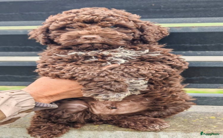 Lagotto Romagnolo honden - Advertentie 3