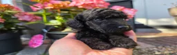 Poedel Toy honden te koop: Toypoedel reutje FCI - Advertentie 10