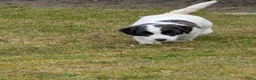 Jack Russel Terriër honden te koop: Lieve Jack Russell pups met stamboom  - Advertentie 7