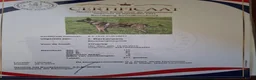 Hollandse Herder honden te koop: Hollandse herder pups - Advertentie 12