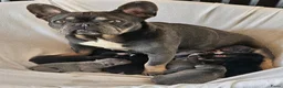 Franse Bulldog honden te koop: Franse Bulldog pups - Advertentie 26