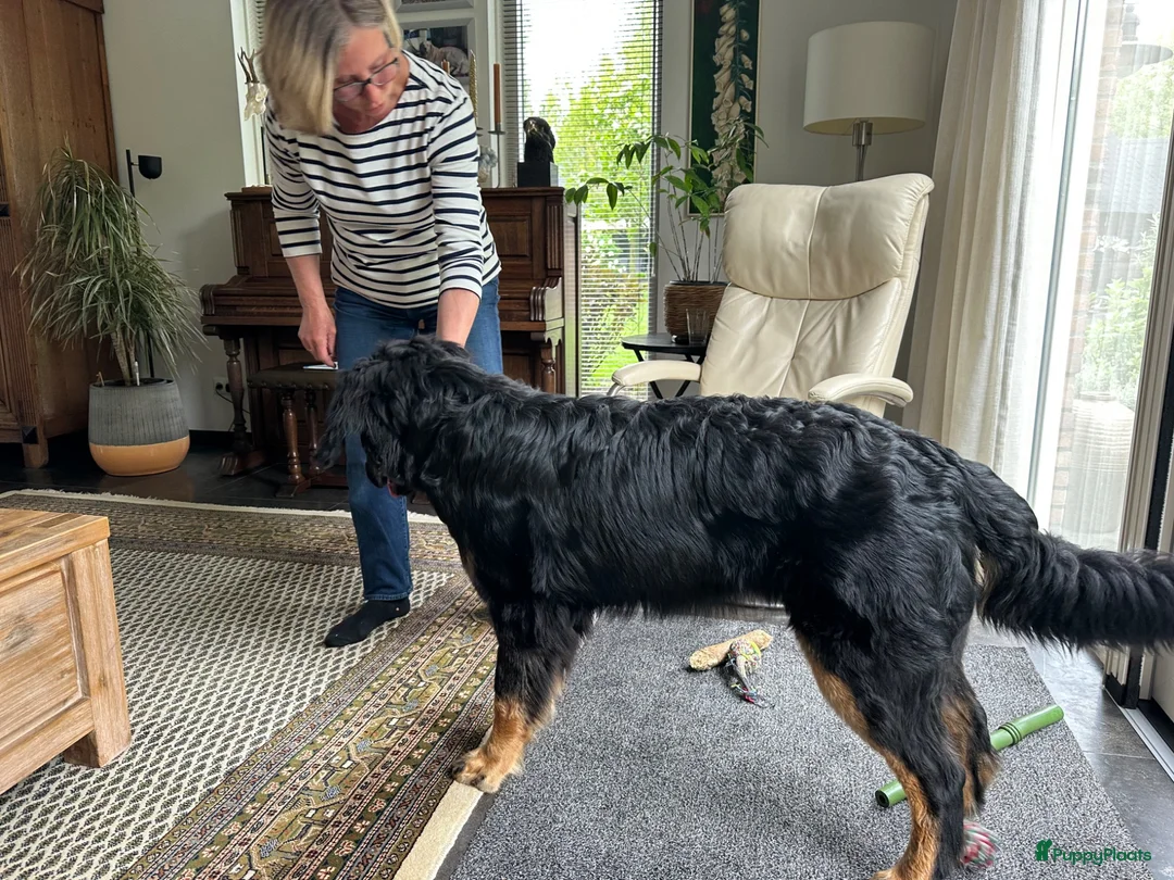Hovawart honden te koop: Ter overname - Advertentie 1