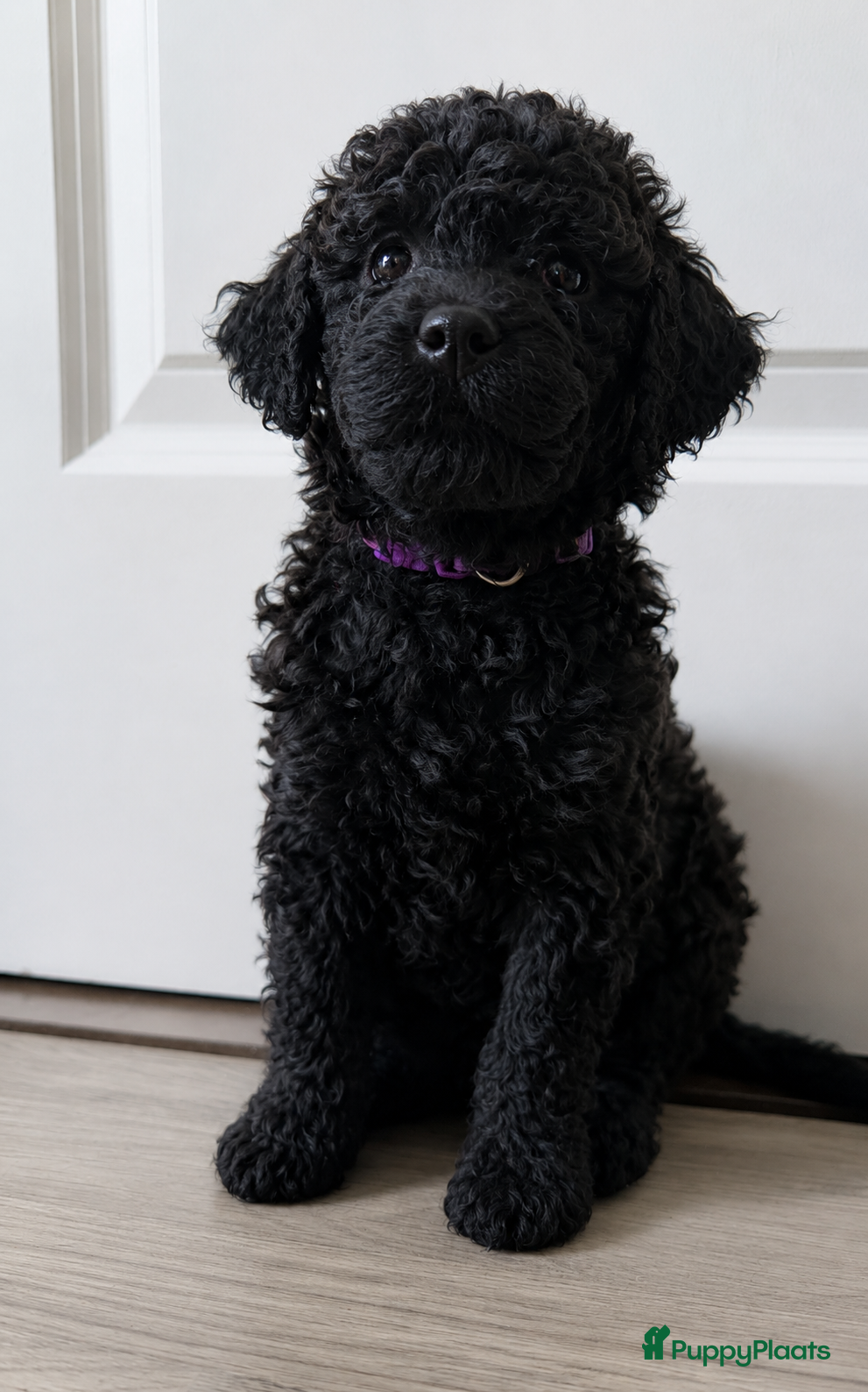 Labradoodle honden te koop: Prachtige Labradoodle pups mogen verhuizen  - Advertentie 7