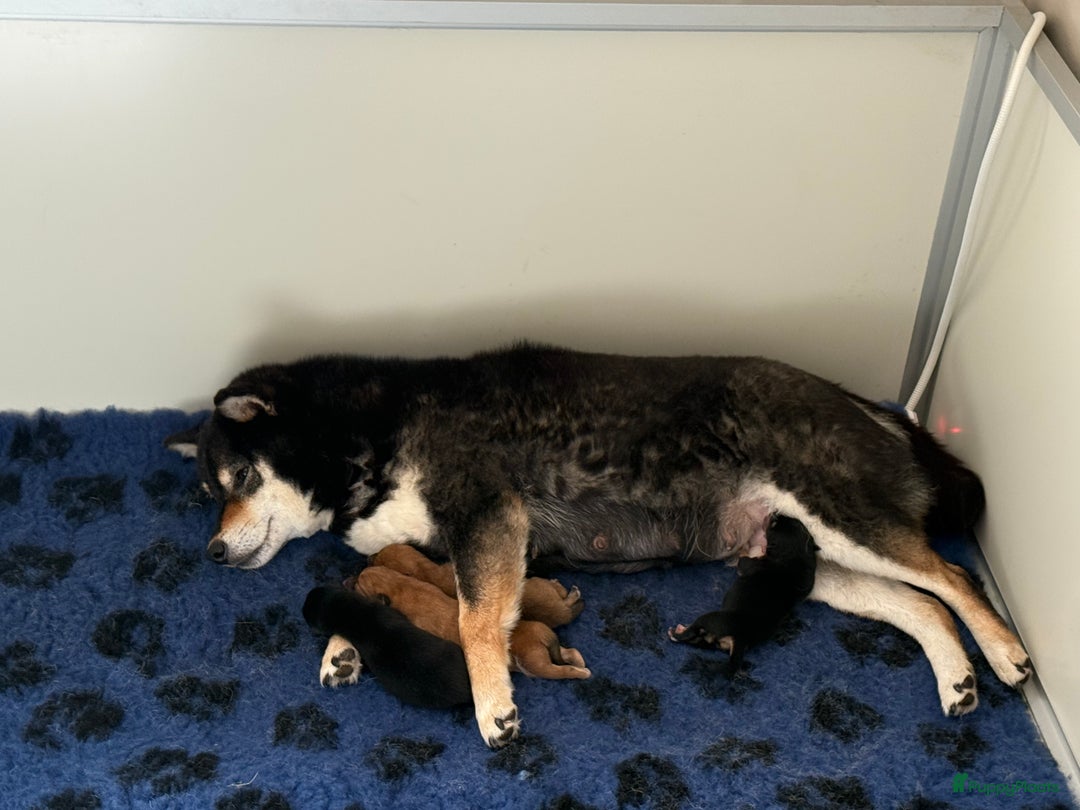 Shiba honden te koop: Shiba pups geboren in Kerkwerve - Afbeelding 2