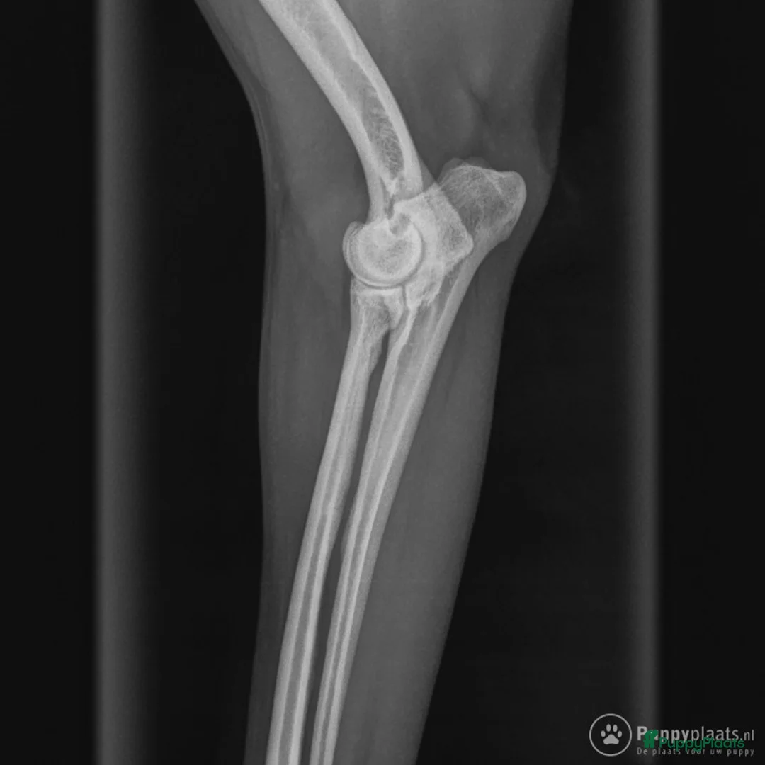 Kruising honden ter dekking: Pomsky dekreu ter beschikking in Valkenburg - Advertentie 3