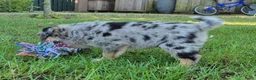 Kruising honden te koop: Mini australian shepherd pup - Advertentie 16