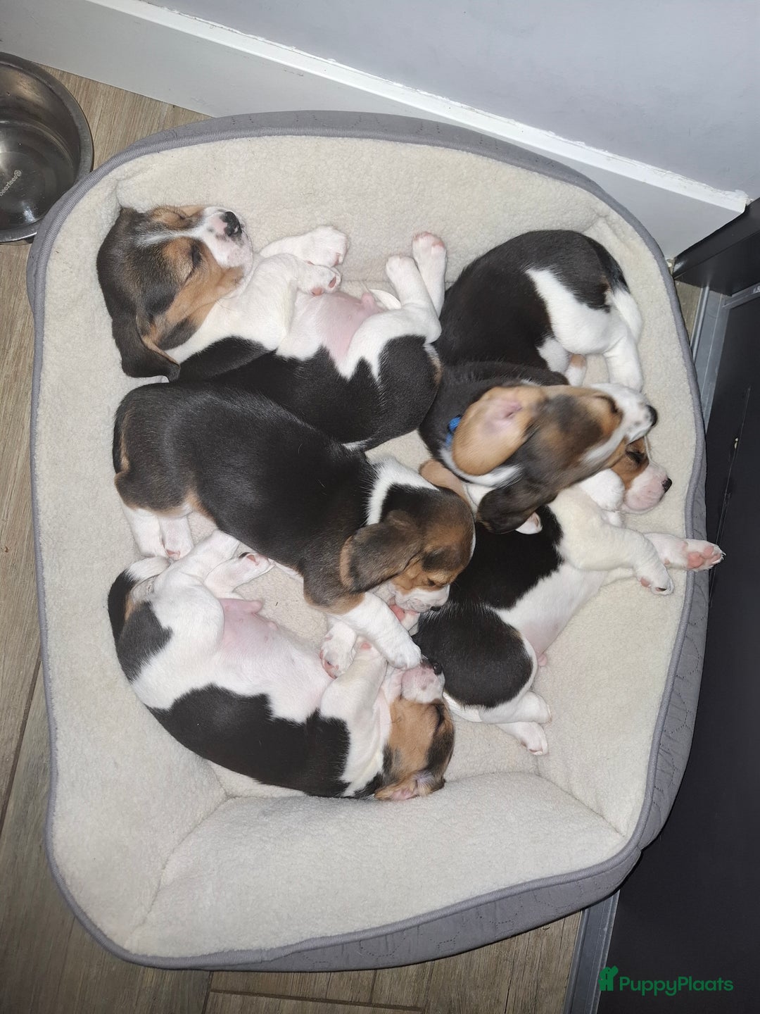 Beagle honden te koop: Beagle puppies - Advertentie 5