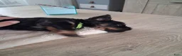 Kruising honden te koop: Nog één mooie Boomer pup! - Advertentie 2