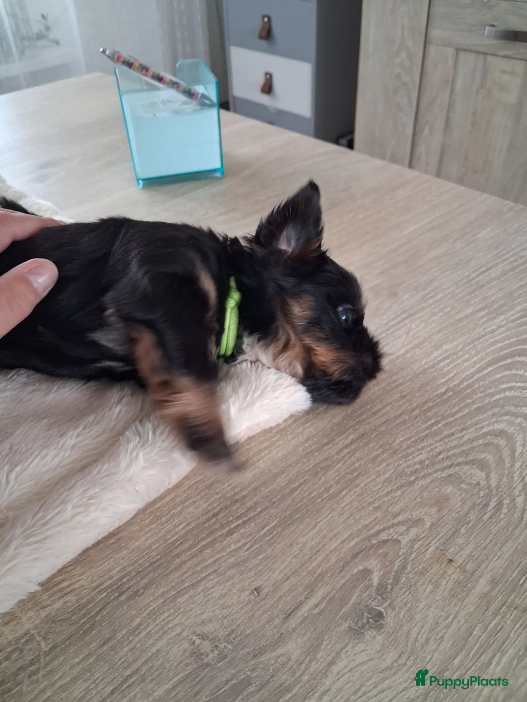 Kruising honden te koop: Nog één mooie Boomer pup! - Advertentie 2