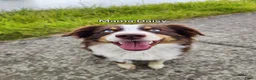 Miniature American Shepherd honden te koop: Mini American Shepherd pup teefje - Advertentie 3