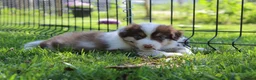 Australian Shepherd honden te koop: Australian shepherd pups beschikbaar - Advertentie 4