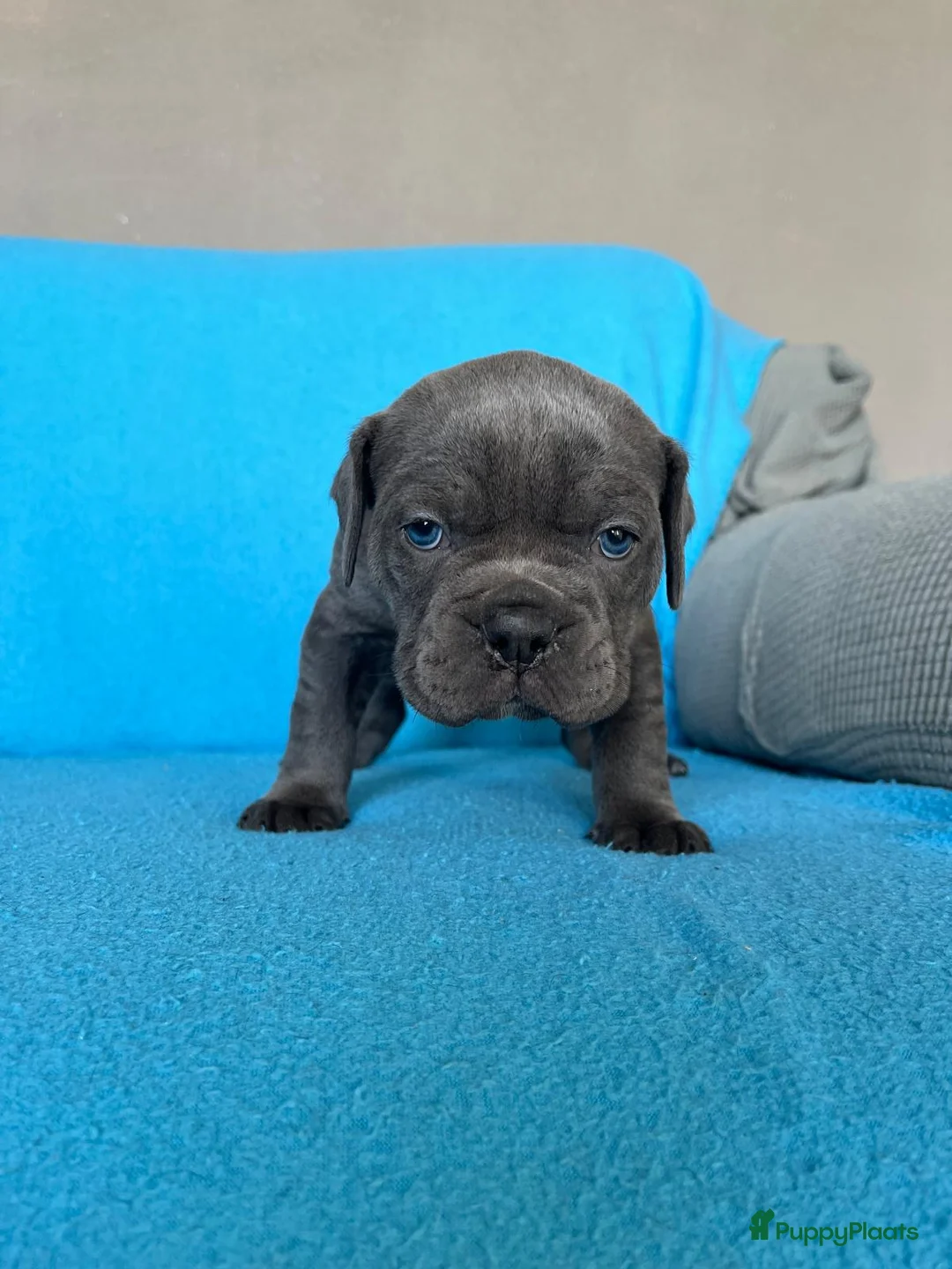 Old English Bulldog honden te koop: Super lieve Old English Bulldog pups - Advertentie 11