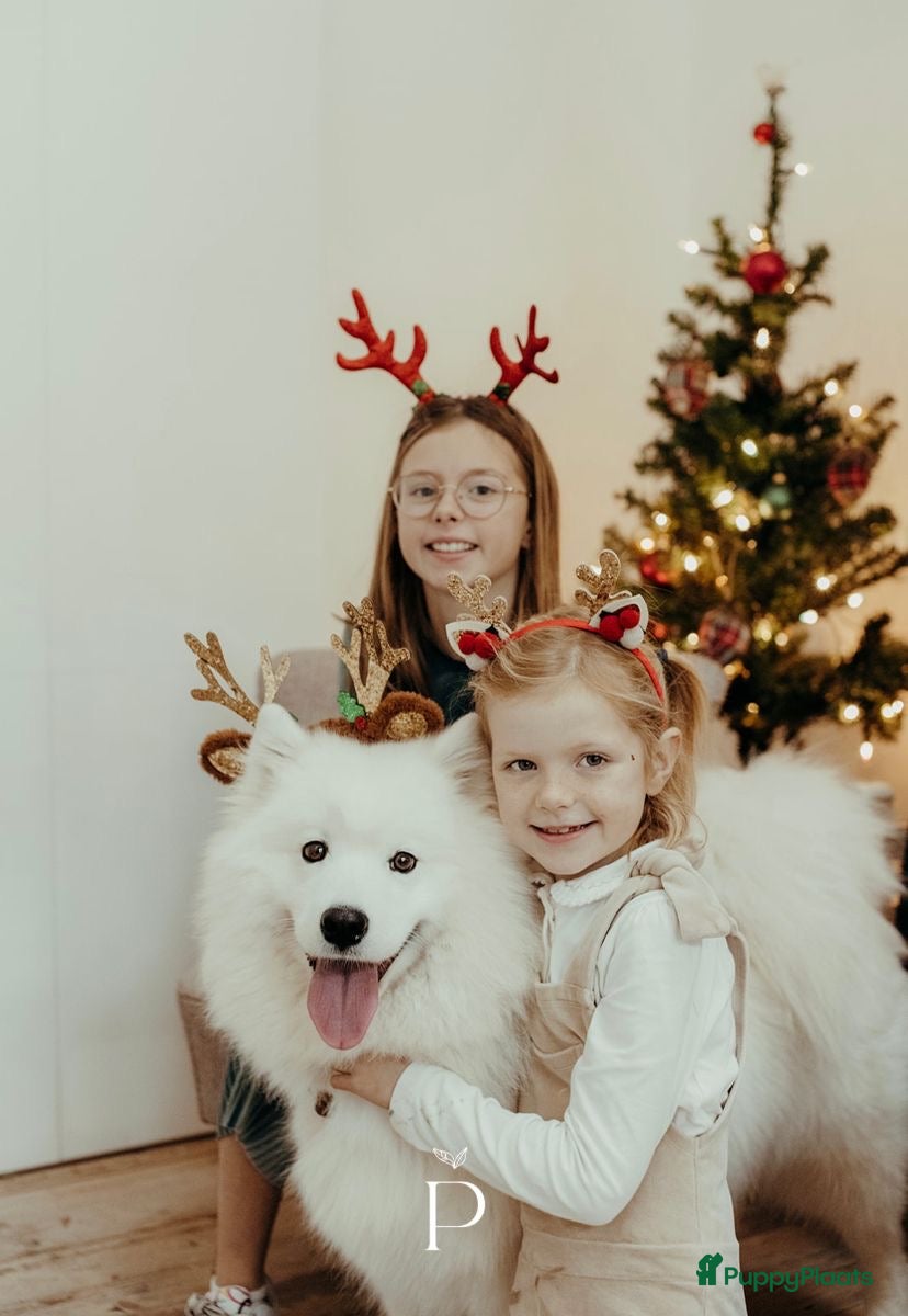 Samojeed honden Wij verwelkomen rond 8 februari een nestje  - Advertentie 2