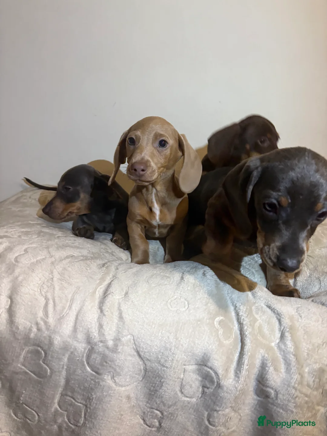 Teckel (korthaar)  honden te koop: Dwerg Teckels puppy’s zoeken een warm nest. - Advertentie 11