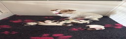 Jack Russel Terriër honden te koop: Ruwharige Jack Russel pups te koop - Advertentie 5