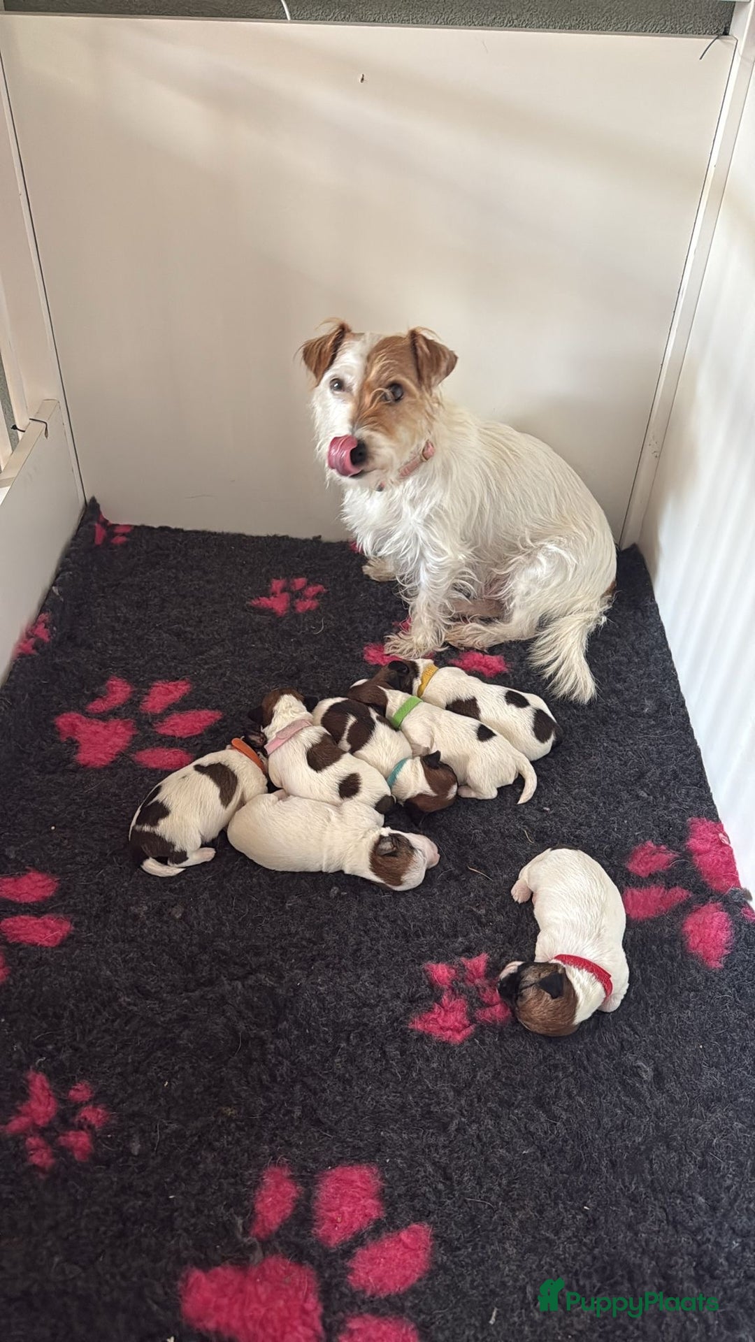 Jack Russel Terriër honden te koop: Ruwharige Jack Russel pups te koop - Advertentie 5