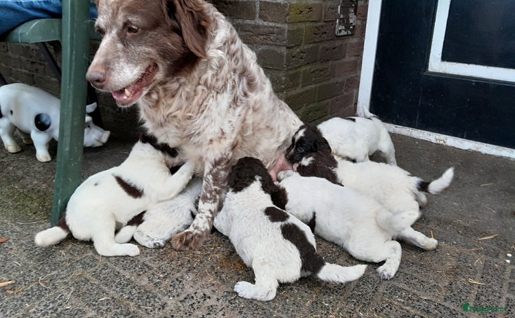 Wetterhoun honden in Ruinerwold - Advertentie 1