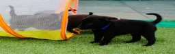 Australian Kelpie honden te koop: Australian Kelpie pups zoeken actieve baasjes - Advertentie 5