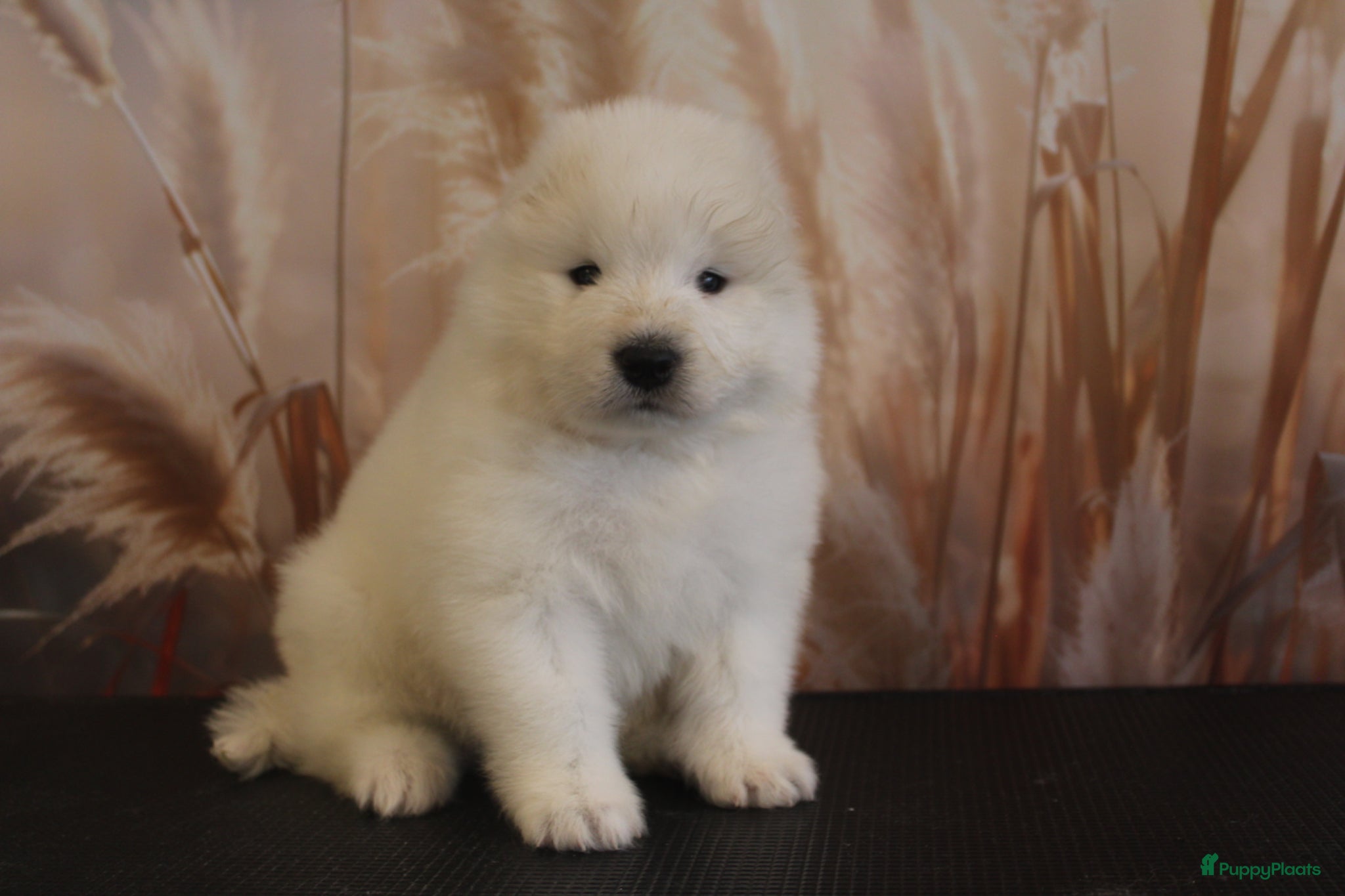 Samojeed honden Samojeden pups met stamboom - Advertentie 1