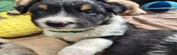 Australian Shepherd honden te koop: Nog 2 australian shepherd reutjes zoeken een thuis - Advertentie 22