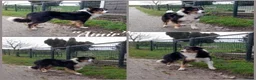 Border Collie honden te koop: Herplaatsing Border Collie reu - Advertentie 1