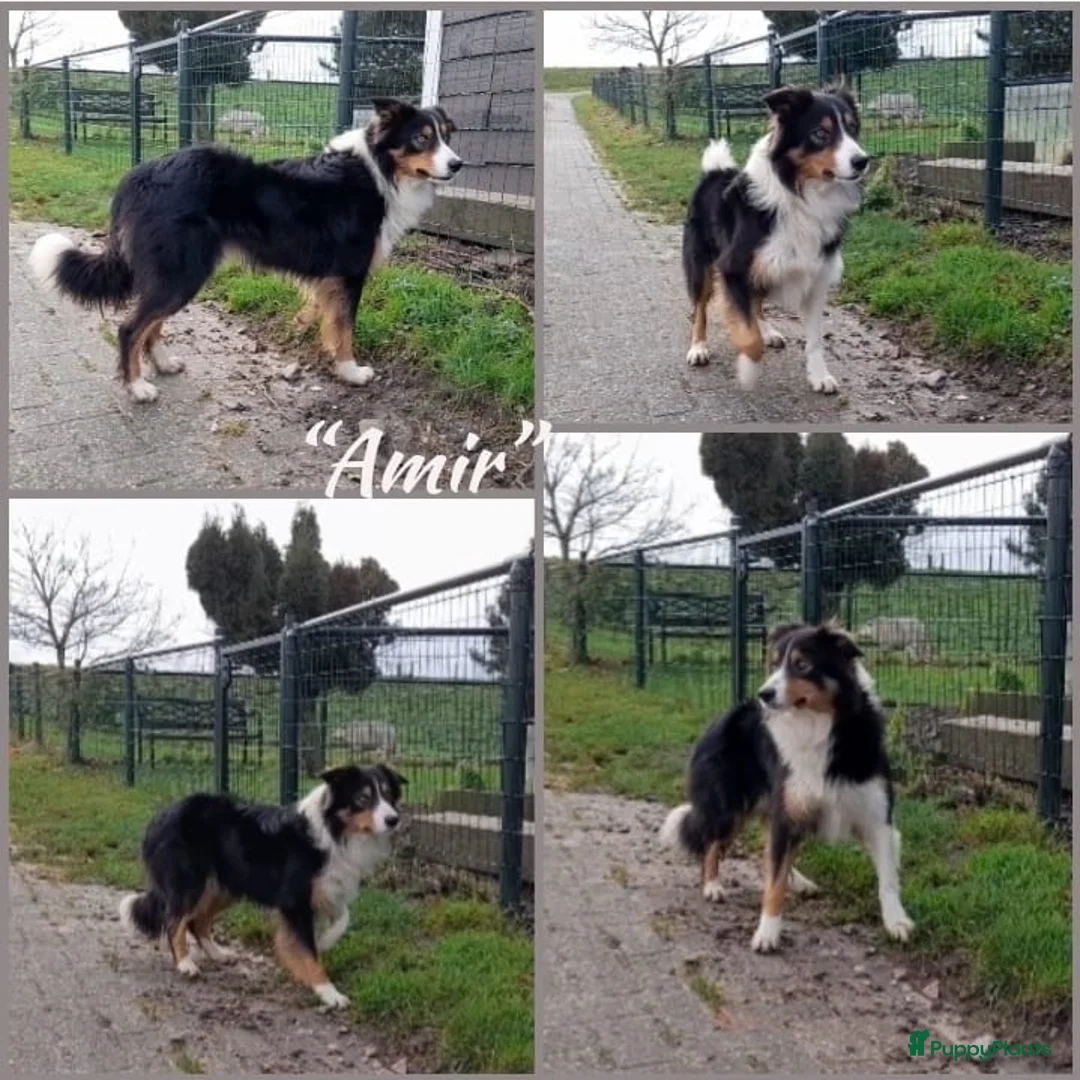 Border Collie honden te koop: Herplaatsing Border Collie reu - Advertentie 1