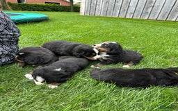 Kruising honden te koop: Berner Sennen x Zwitserse Sennen pups - Afbeelding 12