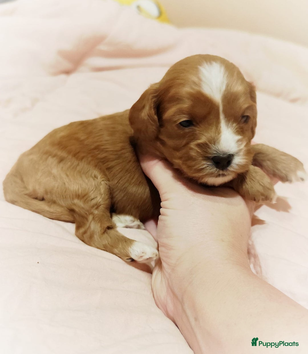 Cavapoo honden te koop: Prachtige cavapoo pups - Advertentie 3