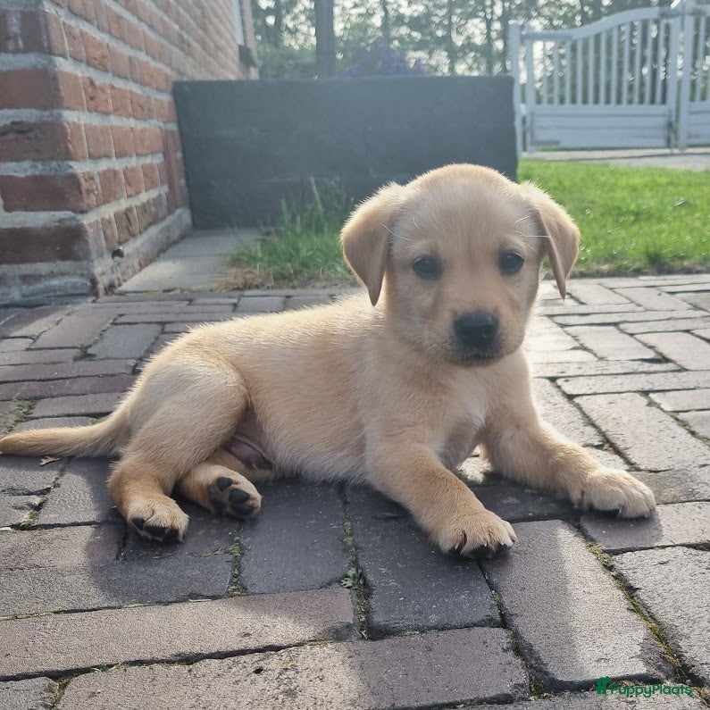 Labrador Retriever honden Labrador Pups - Advertentie 1
