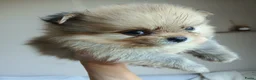 Pomchi honden te koop: Pomeriaan pups - Advertentie 19