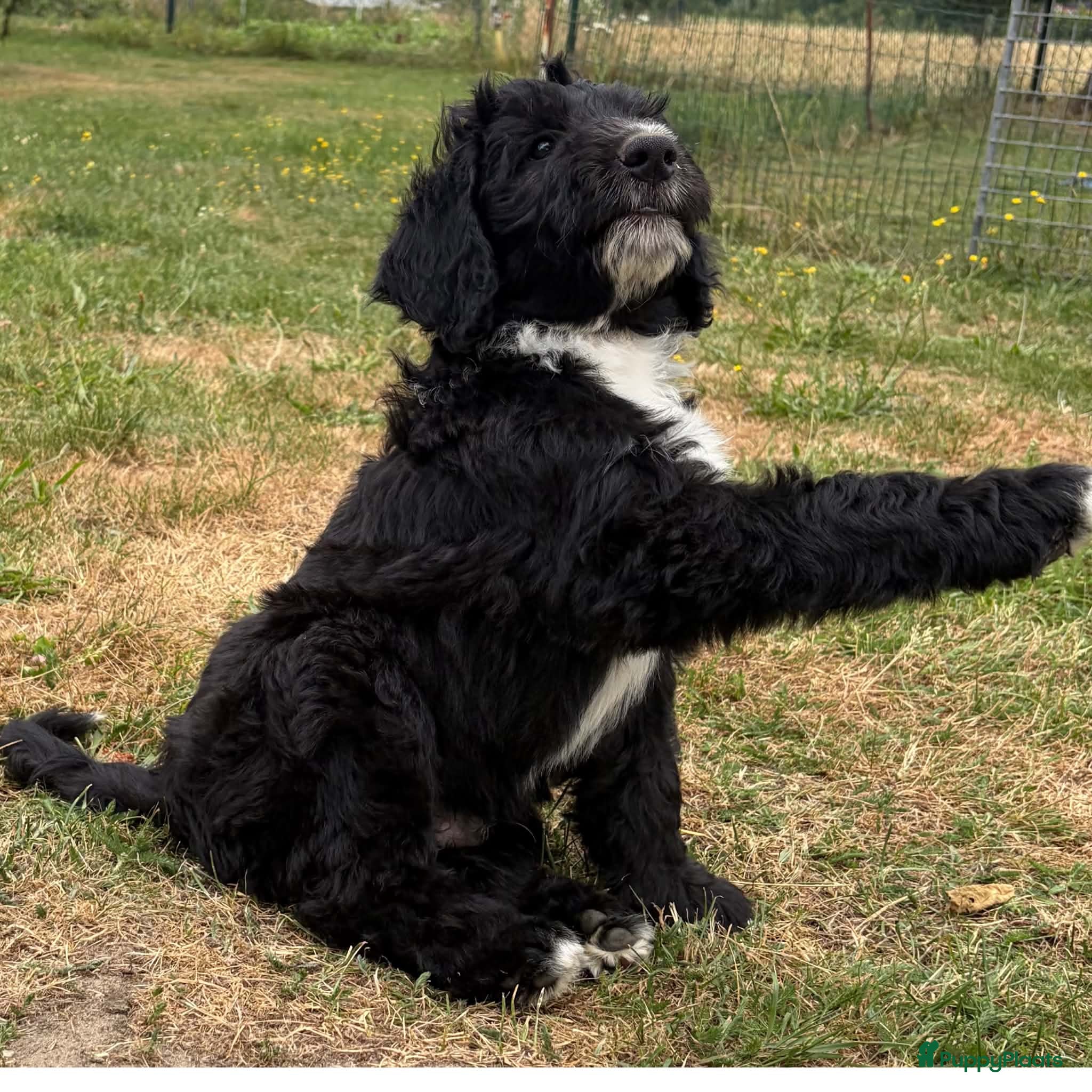 Bernedoodle honden unieke Bernedoodle pups - Advertentie 10