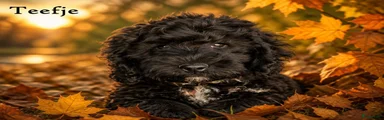 Cockapoo 2