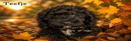 Cockapoo honden te koop: Leuke Cockapoo pups - Advertentie 13