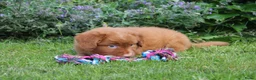 Nova Scotia Duck Tolling Retriever honden te koop: Mooie nova scotia duck tolling retriever pups  - Advertentie 9