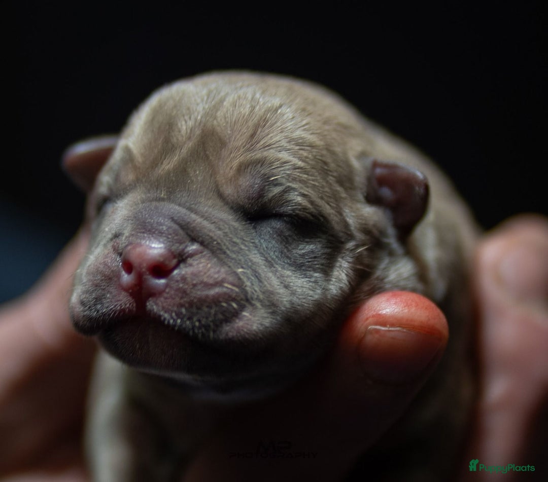 Amerikaanse Bully honden te koop: Pocket bullys  - Advertentie 12