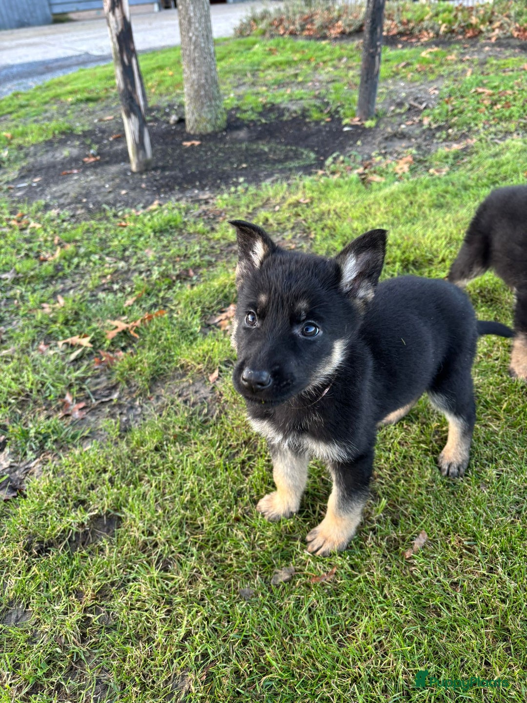 Duitse Herder honden te koop: Duitse herder pups -10 WK- nog 1 pup beschikbaar! - Advertentie 2