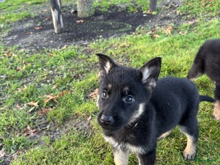 Duitse Herder honden Duitse herder puppy's - 9 weken - Advertentie 2