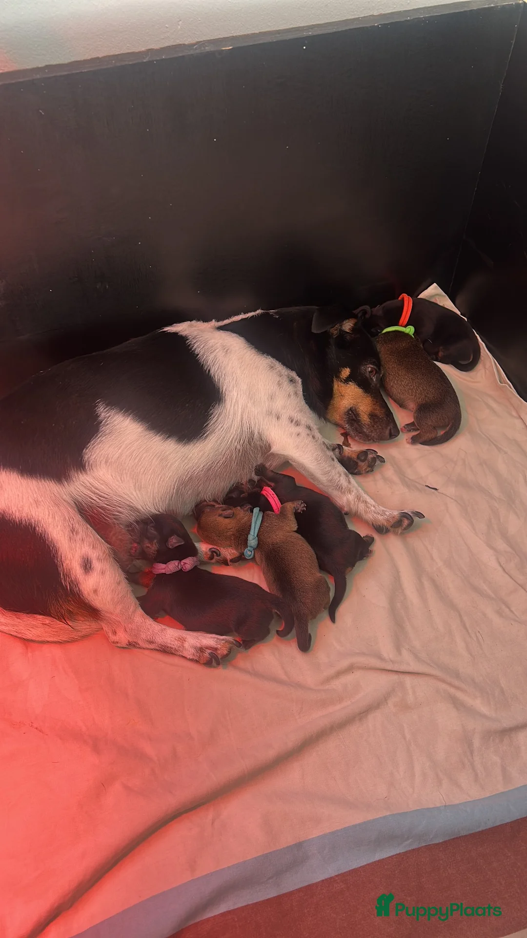 Jack Russel Terriër honden te koop: Jack Russel pups - Advertentie 1