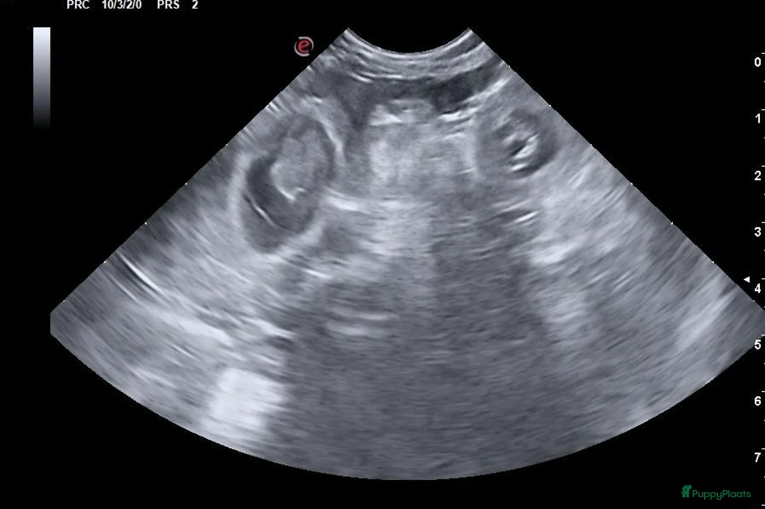 Tibetaanse Terriër honden te koop: Tibetaanse terrier nest opkomst  in 't Harde - Advertentie 2