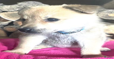 Kruising honden - Advertentie 10