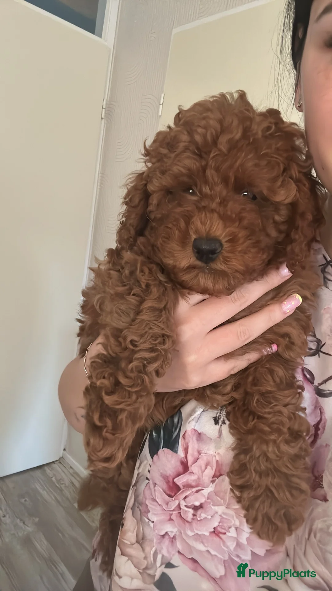 Galerij afbeelding {{count}}