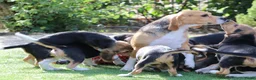 Beagle honden te koop: beagle pups  - Advertentie 1