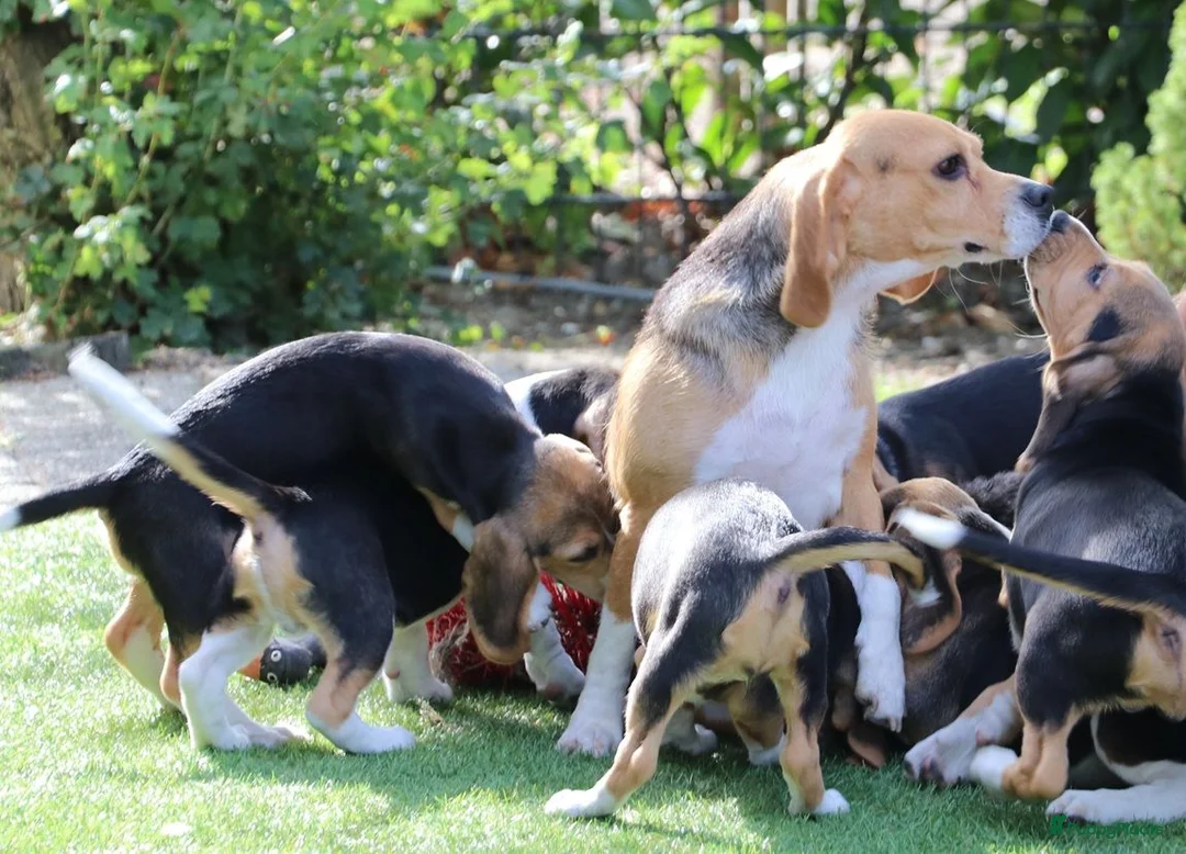 Beagle honden te koop: beagle pups  - Advertentie 1